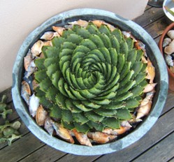 005 (4)